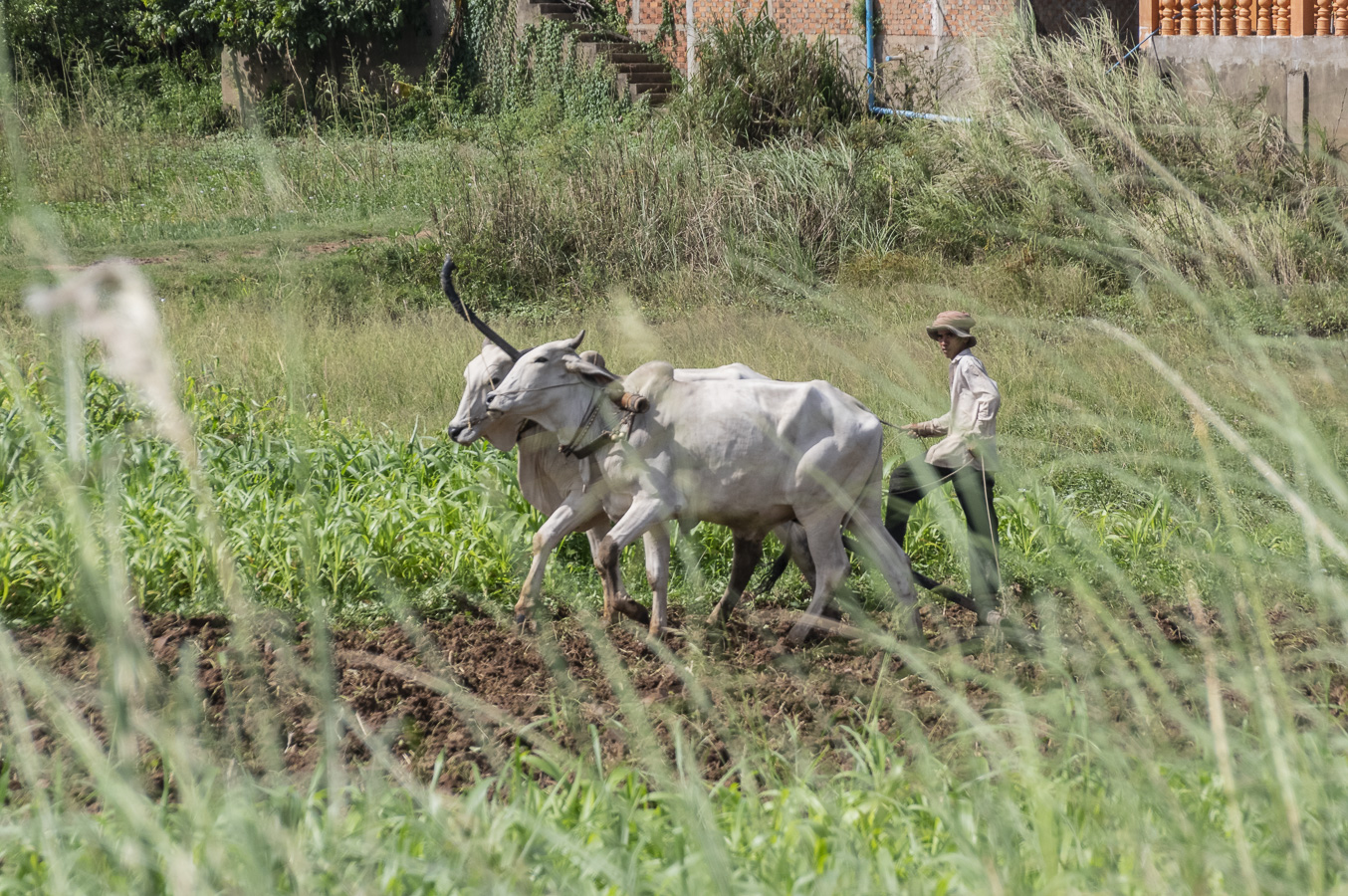 Koh Oknha Tey - Ox Ploughing
