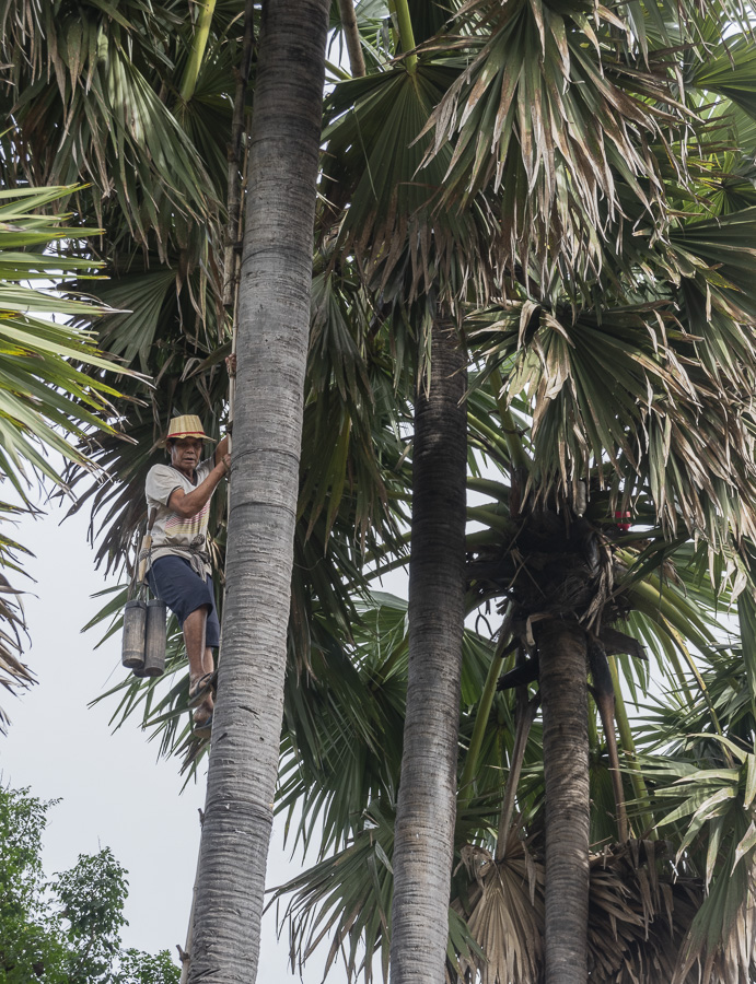 Collecting Palm Oil - Kampong Chang
