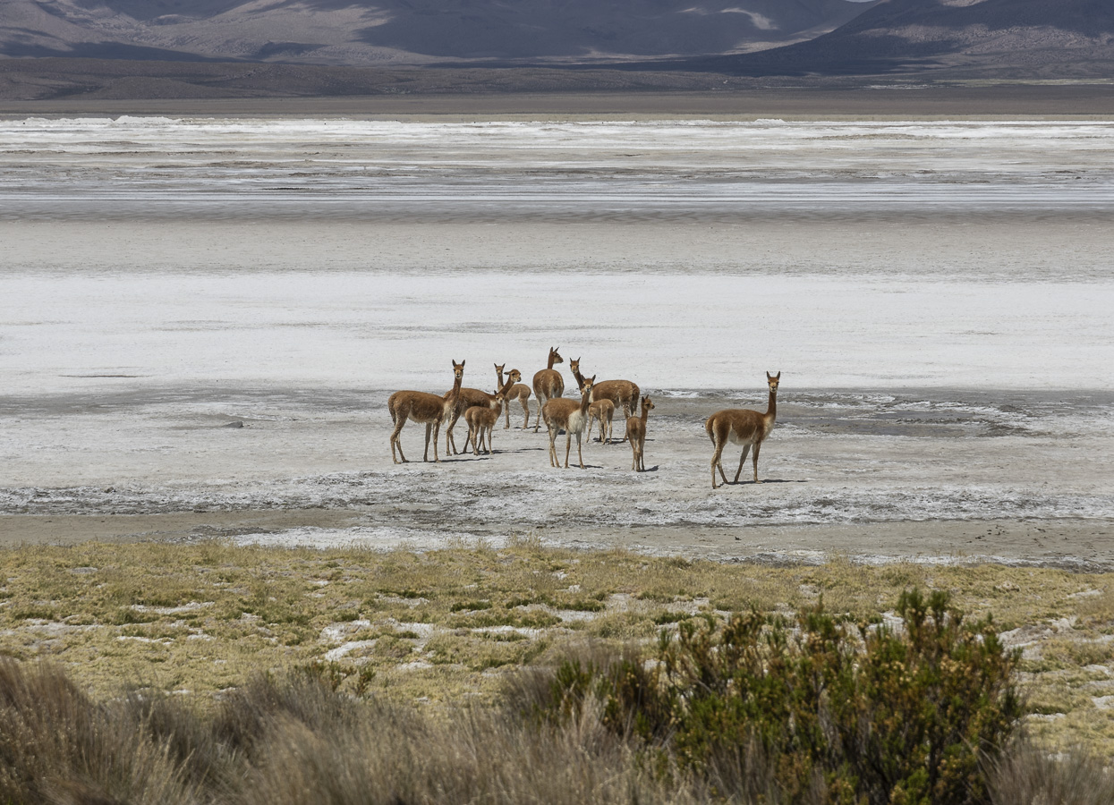 Salar de Surire - Lauca National Park