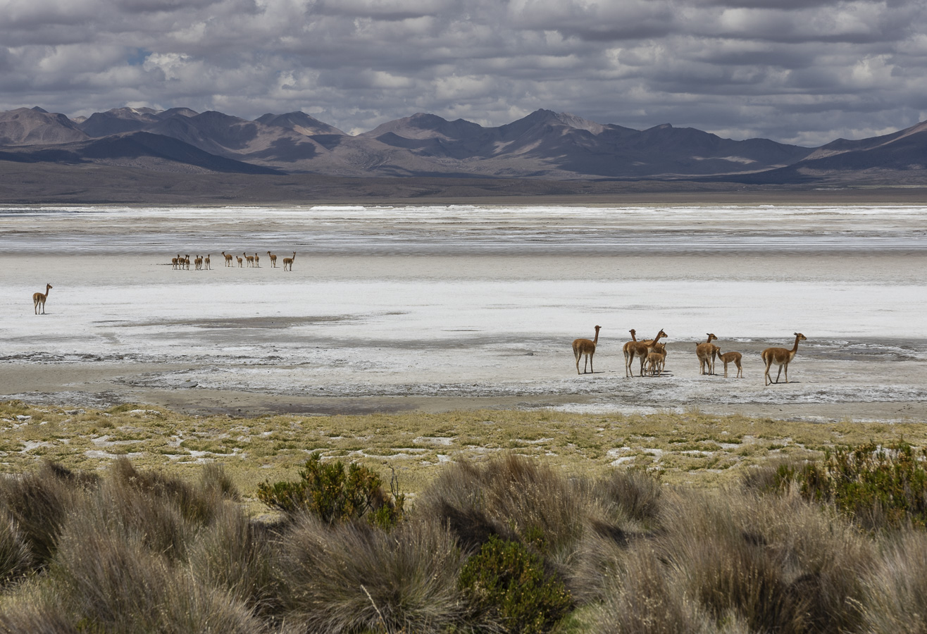 Salar de Surire - Lauca National Park