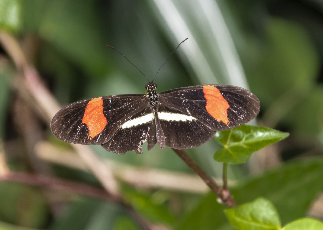 Doka Plantation - Butterfly Farm