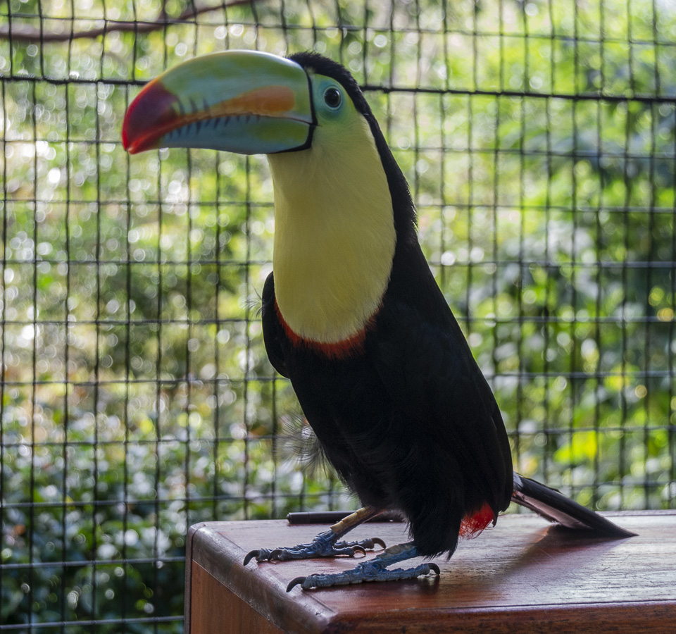 Doka Plantation - Toucan