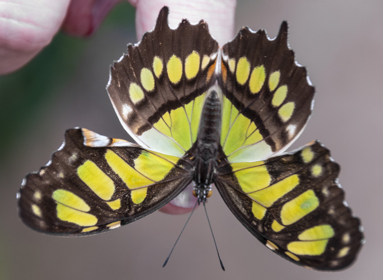 Doka Plantation - Butterfly Farm