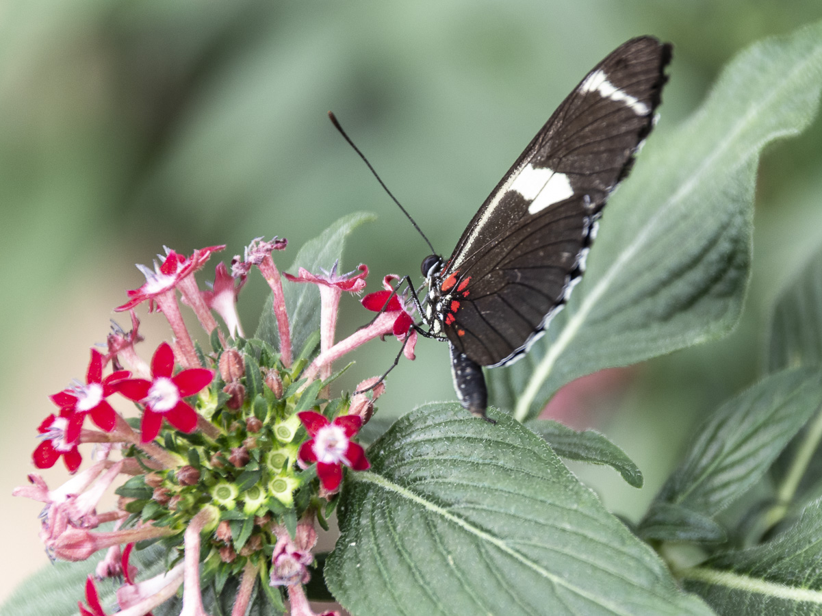Doka Plantation - Butterfly Farm