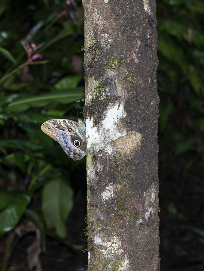 Butterfly in the Jungle
