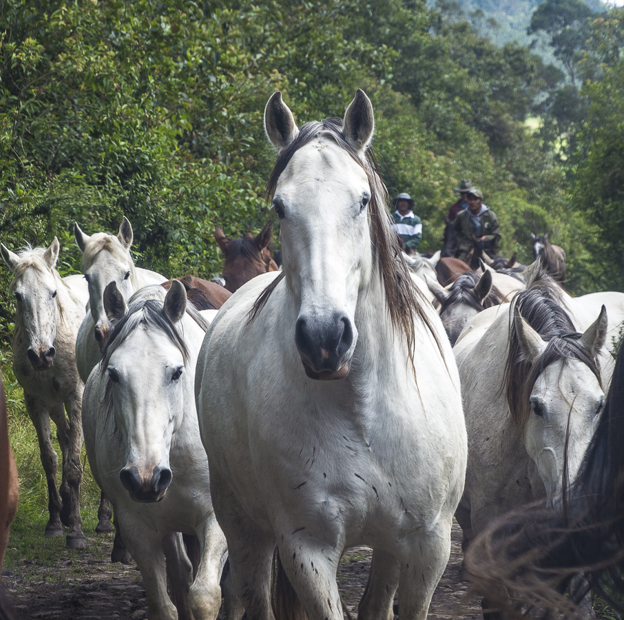 Horses at Zuleta