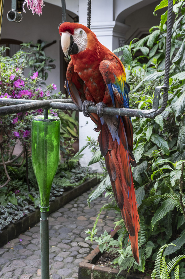 Parrot - Chichicastenango