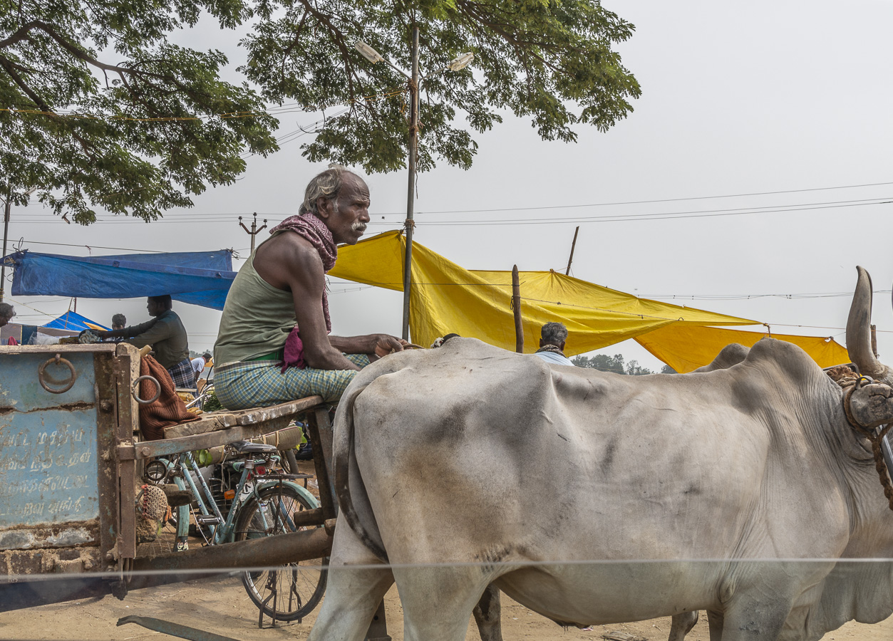 Ox Cart Driver near Kollidam River