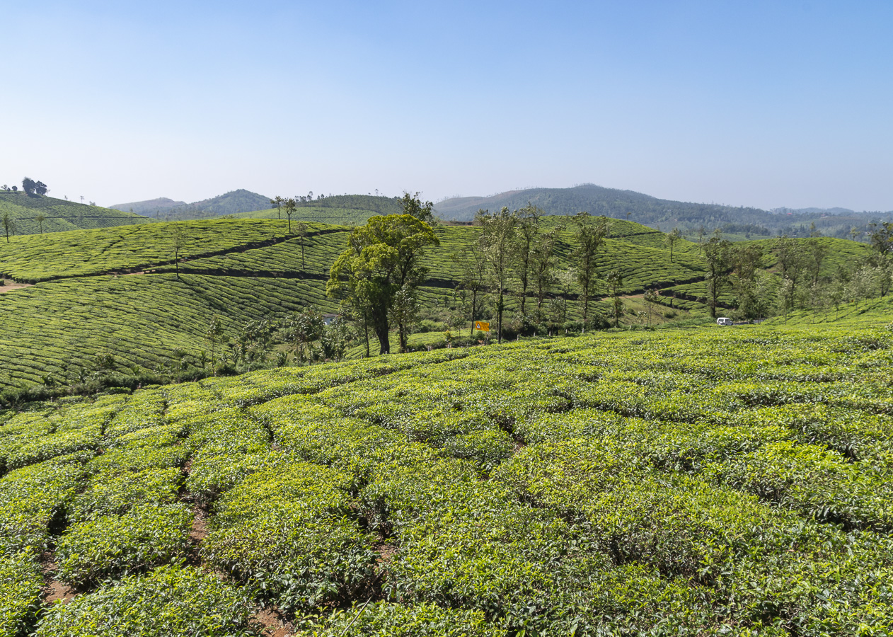 Connemara Tea Plantation
