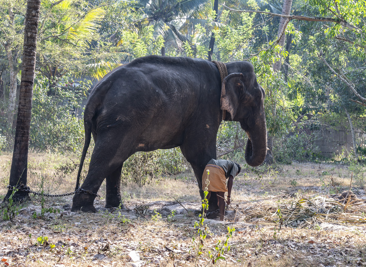 Elephant - en Route to Marari