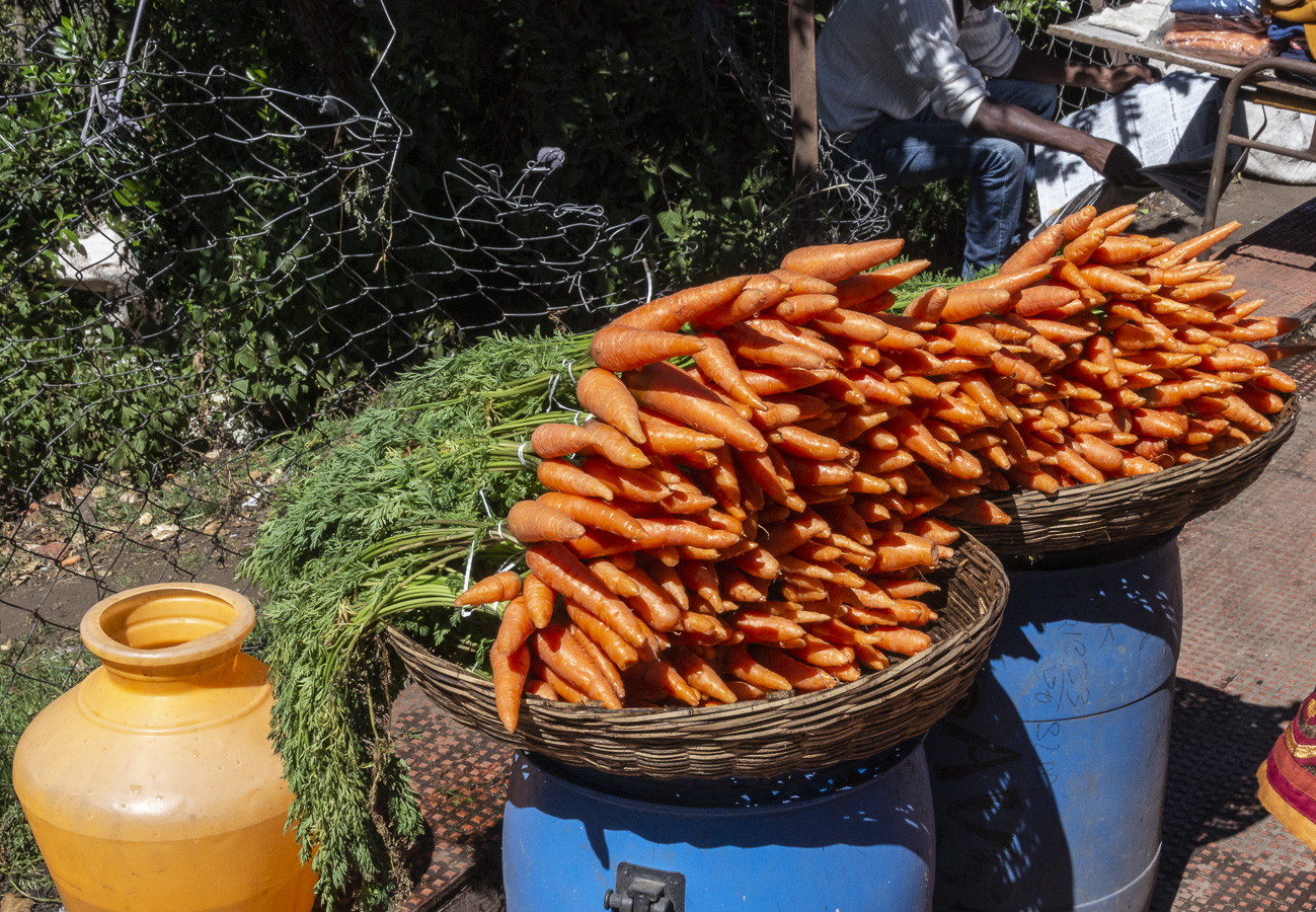 Good Night Vision - Ooty Botanical Gardens