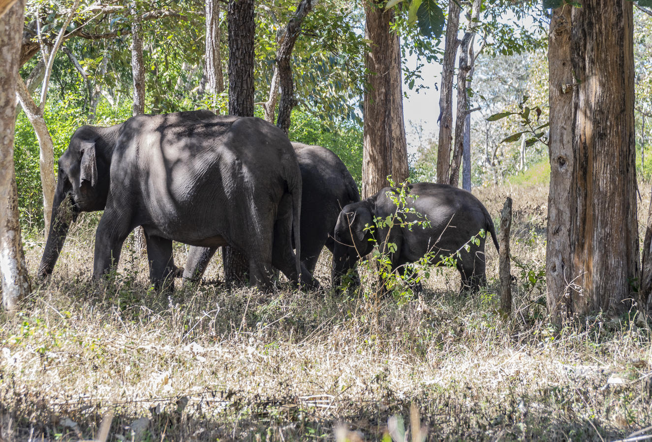 Elephants on the Road from Ooty to Mysore