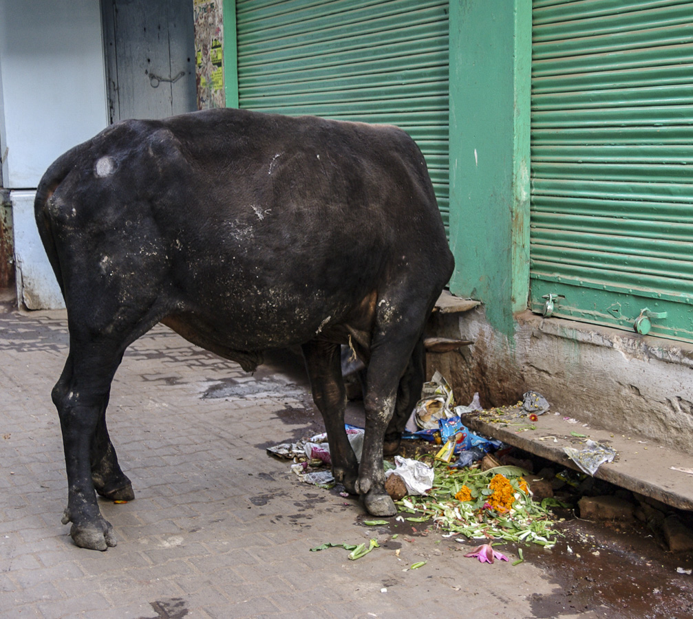 Sacred Cow - Varanasi