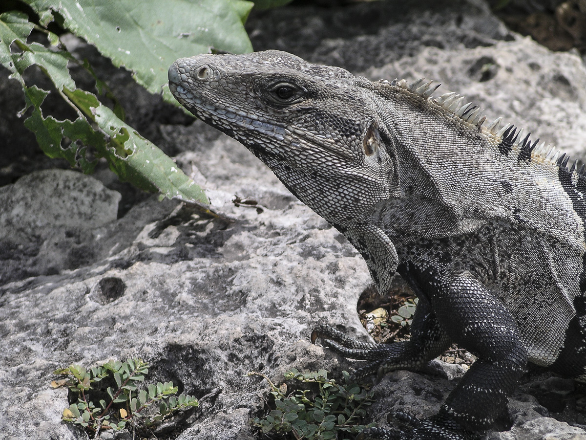 Tulum - Quintana Roo