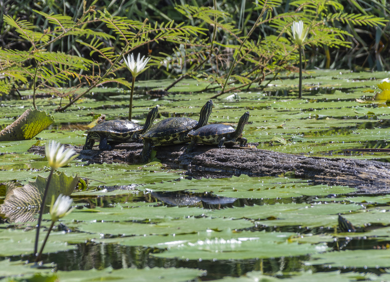 Lake Nicaragua