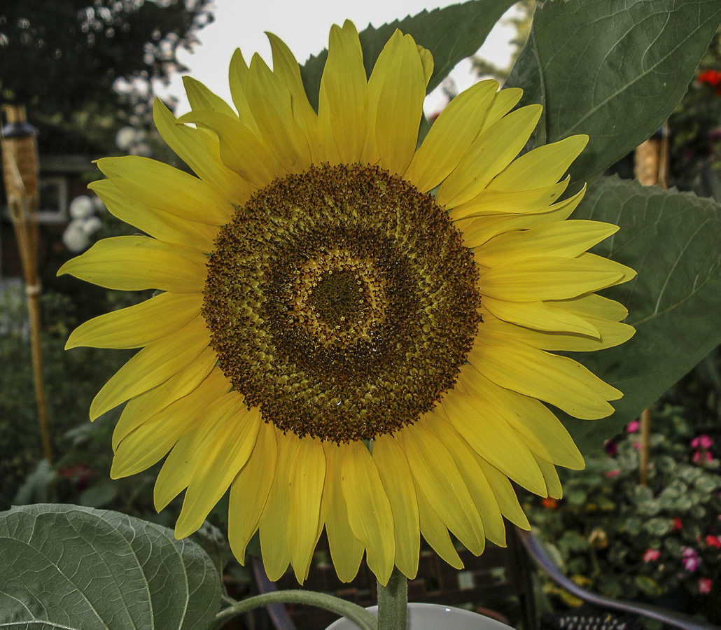 Sunflower