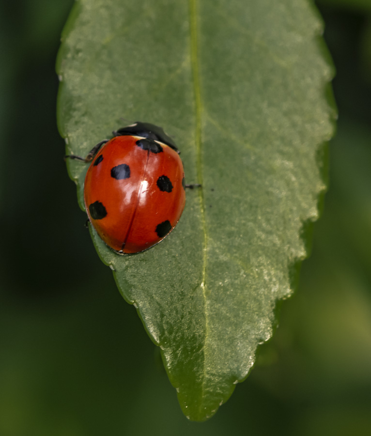 Ladybird