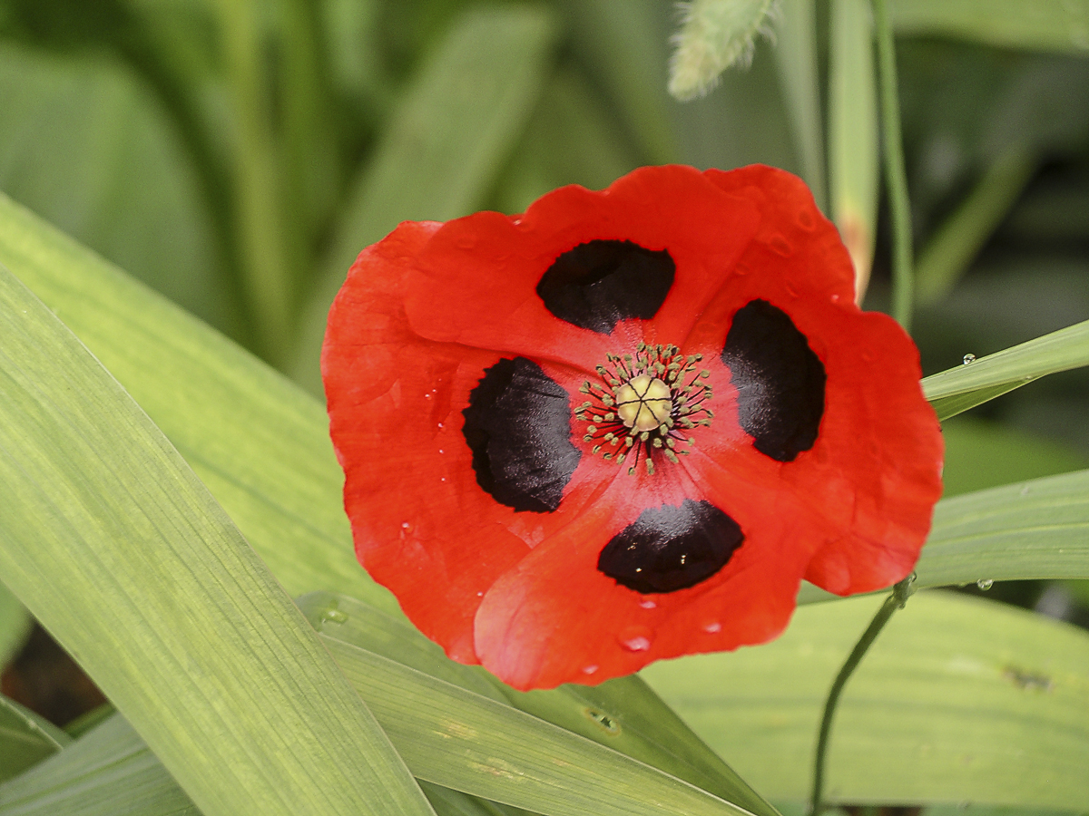 Ladybird Poppy