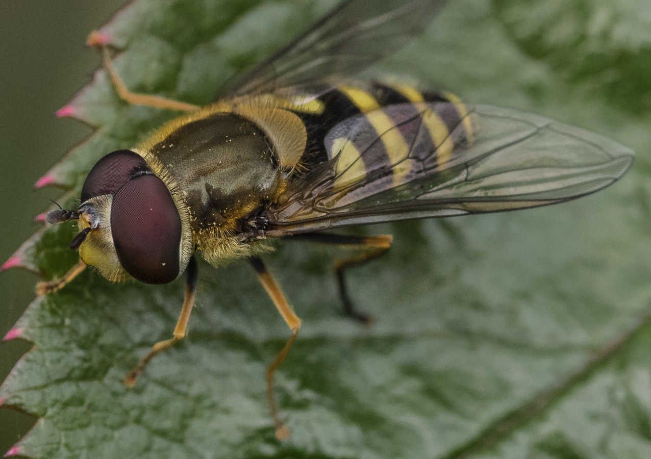 Hoverfly