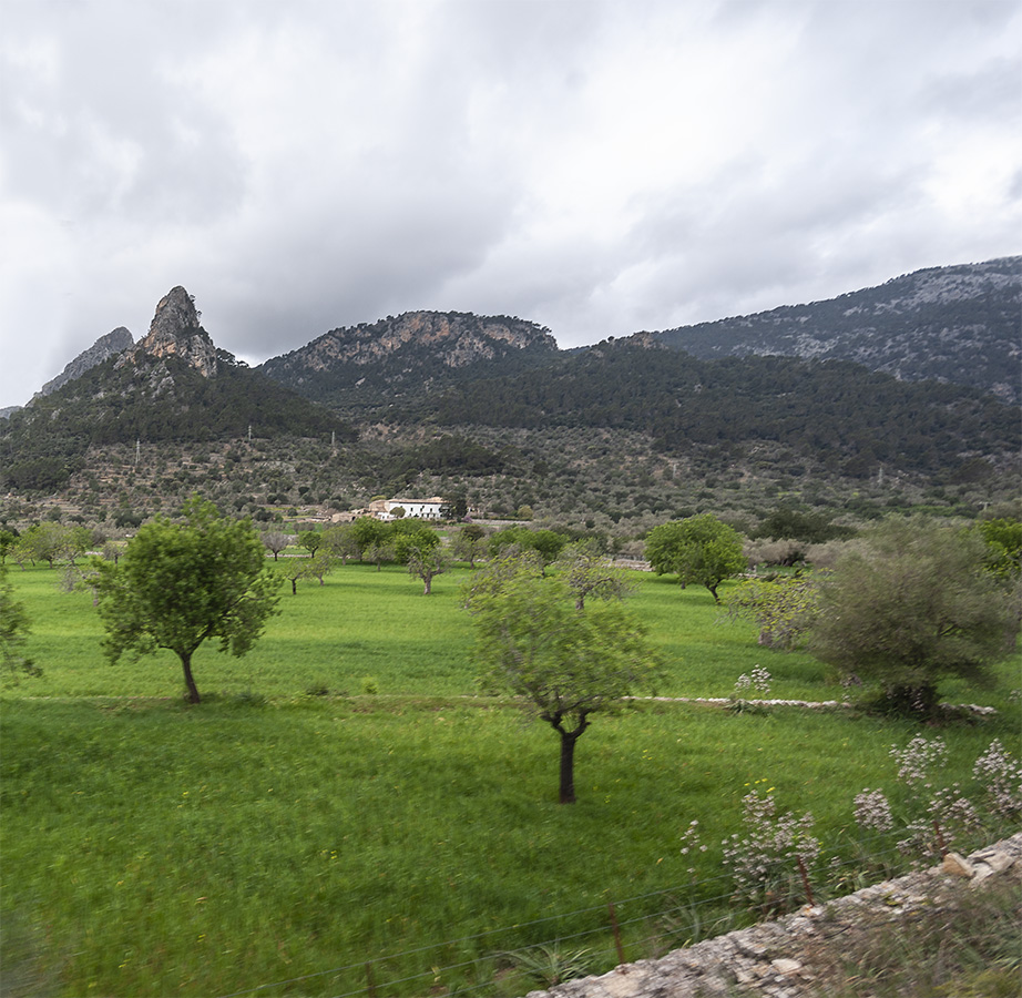 Orange Groves, near Puerto Soller - Mallorca