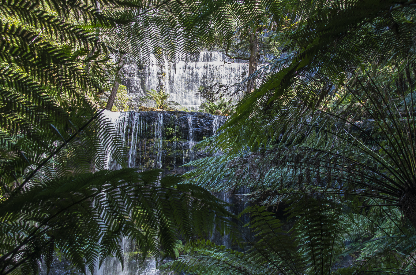 Waterfall & Tree Ferns