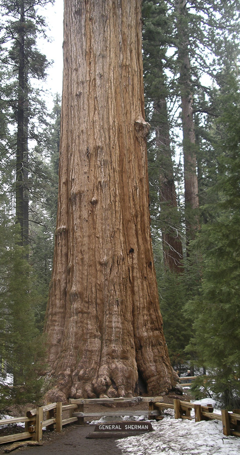 Sequoia - General Sherman