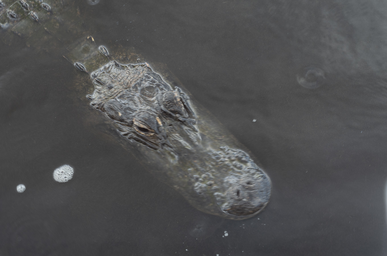 Everglades - Alligator