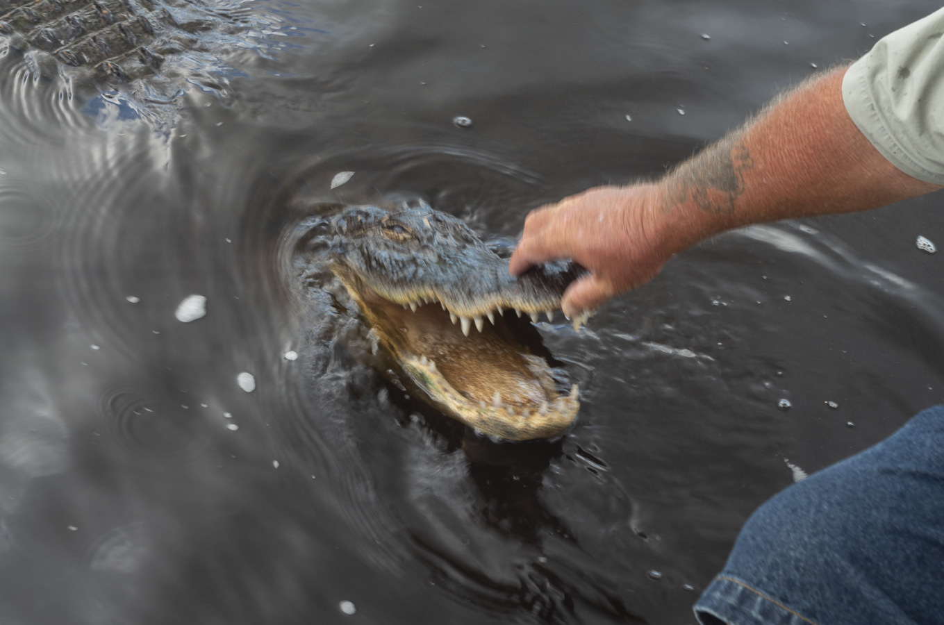 Everglades - Alligator