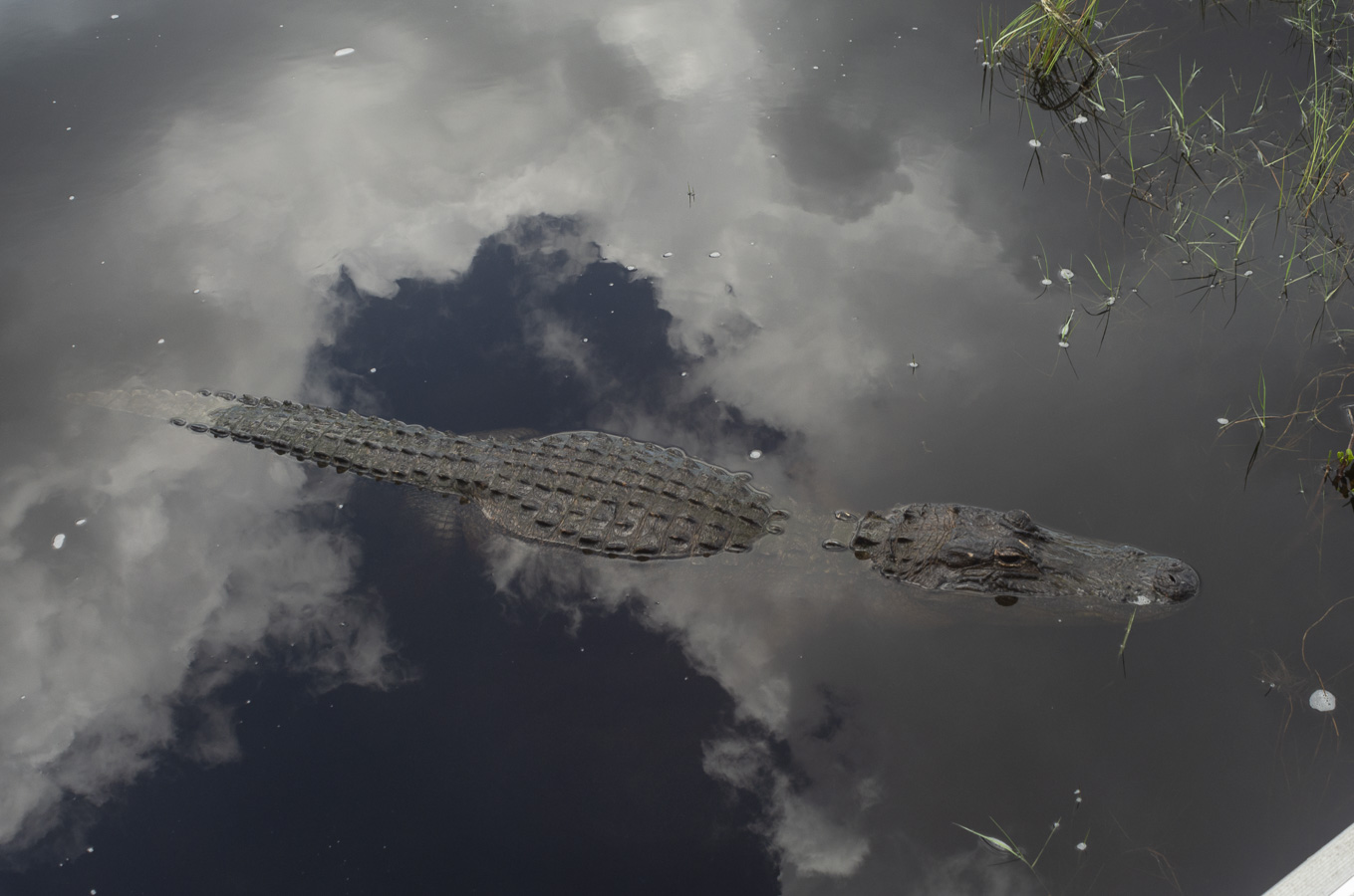 Everglades - Alligator