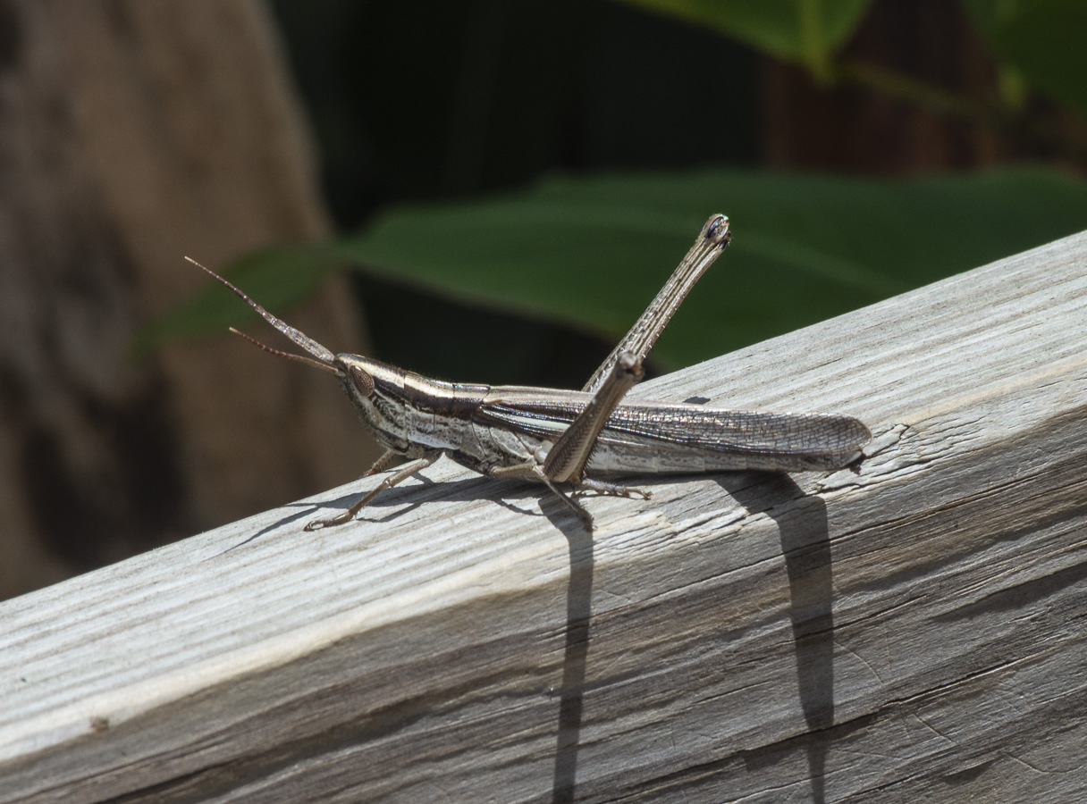 Everglades - Grasshopper