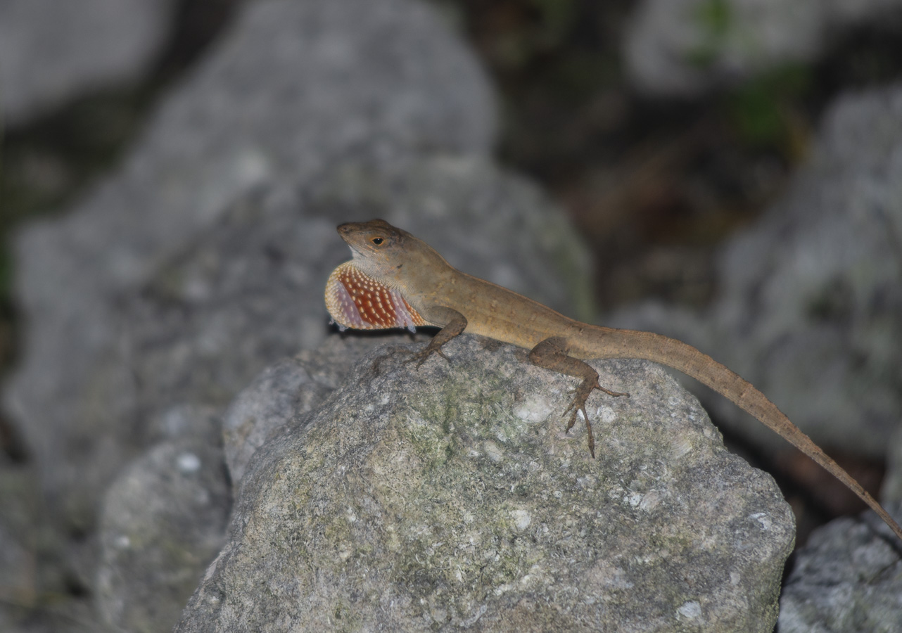 Everglades - Anole Lizard